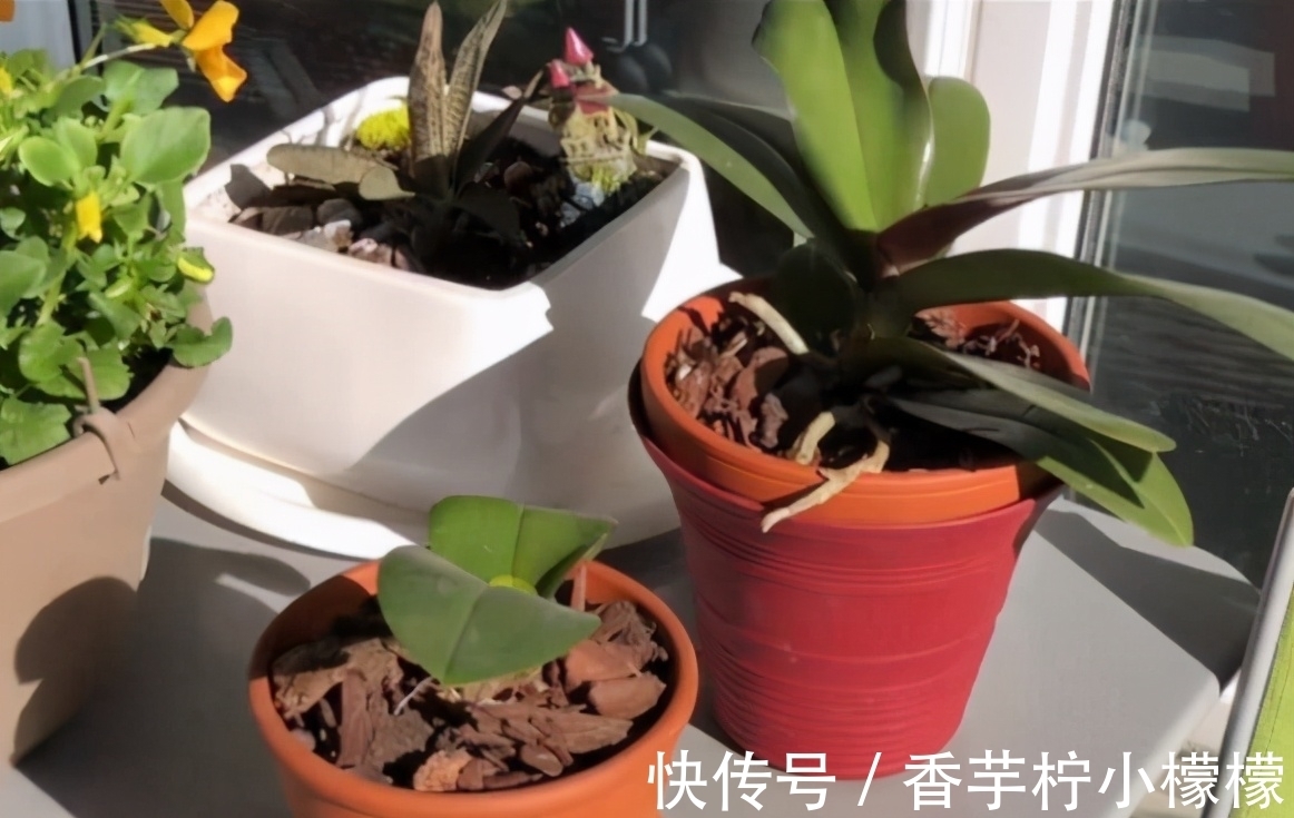 底肥|想换盆怕把花“换死”?教你一个“安全”的方法,换完快速生长
