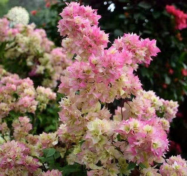 想让三角梅疯狂的开花,要切记一点,不然施肥、控水也不行