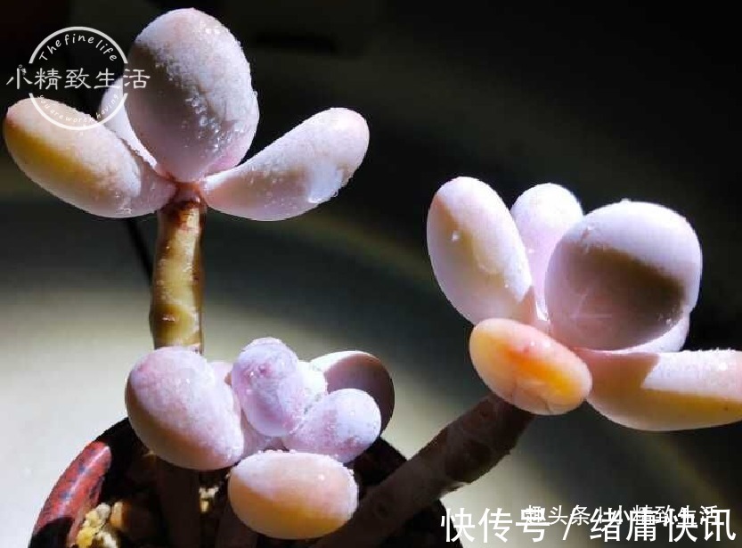 多肉老桩有真伪,3种“伪老桩”鉴别,揭开真面目,避免被忽悠