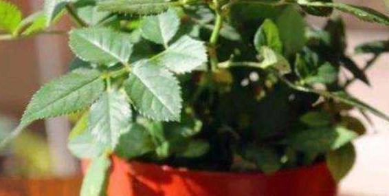 养花就浇5种水,养分足,防病害,啥花都喜欢,你用过吗