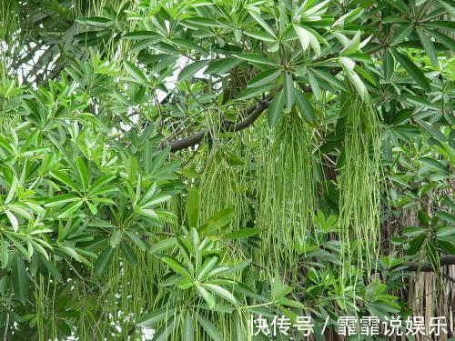 黑板|农村一种树,果实如面条,人们砍去做黑板,殊不知是治病良药