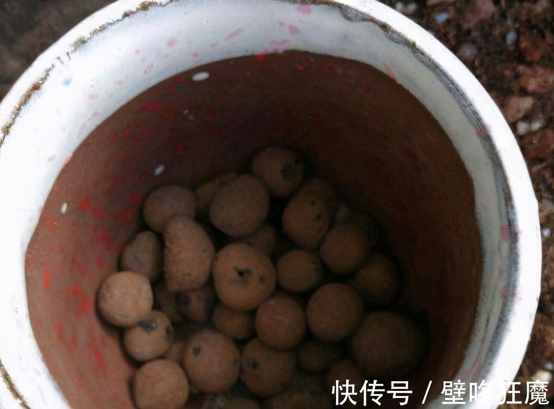 给君子兰换盆土垫上这些东西,3年内肉质根再不会因积水而腐烂了