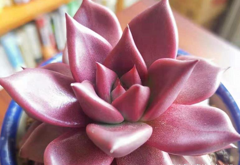 夏天最不容易养活的10种多肉，环境不好或者没有经验的肉友请绕行