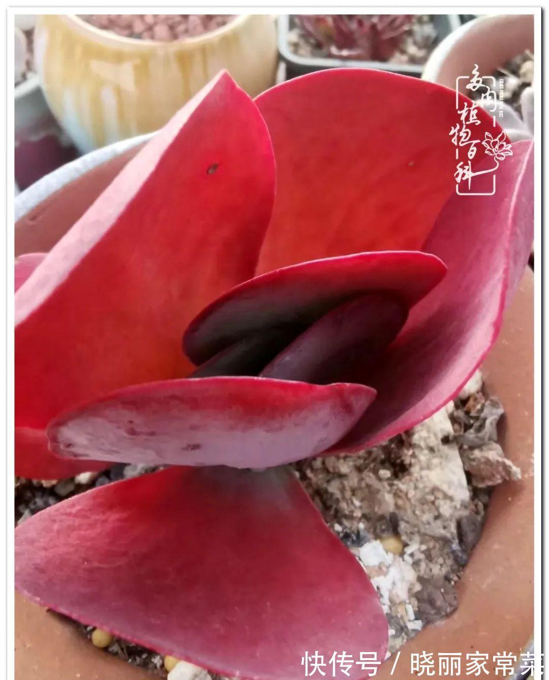 百科|多肉之路,让我沉醉,浮世三千,有肉就欢!