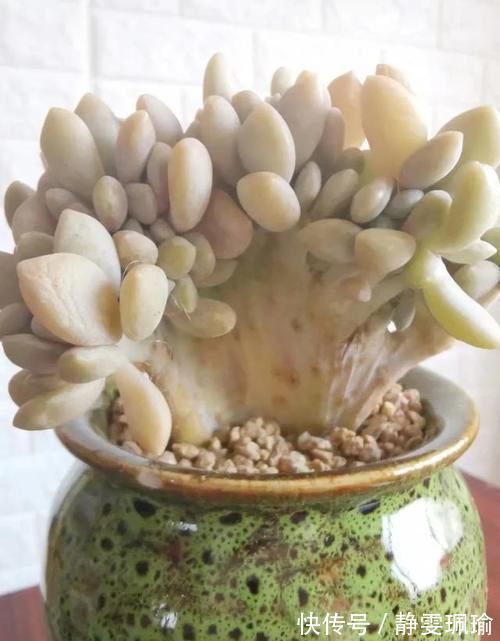 多肉|买一盆几百块甚至上千块的多肉老桩是一种怎样的体验?