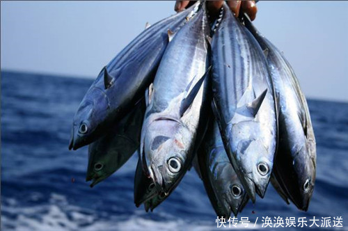  菜刀|世界最硬的鱼可被做成菜刀，牙齿难以咬动，却成了日本人的最爱