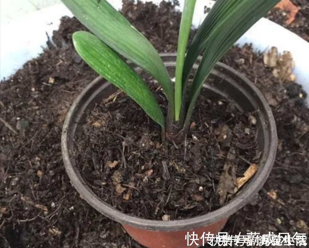 采集|干松针采集后,怎样处理才能用来养花?教你松针土制作方法