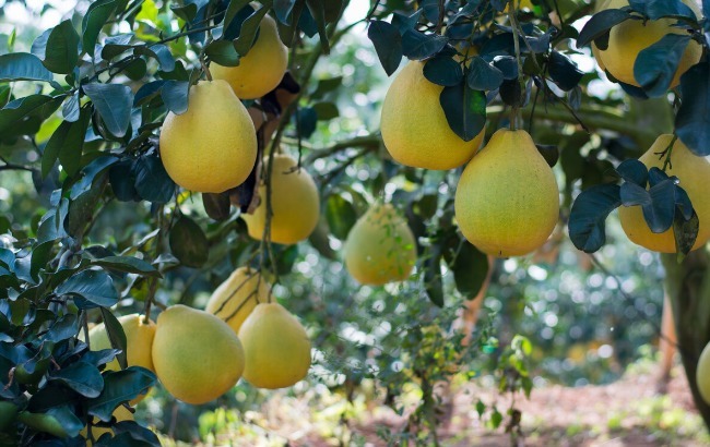 铬元素|中秋吃柚,赛过吃肉!营养专家亲授柚子食疗法,让你科学降血糖