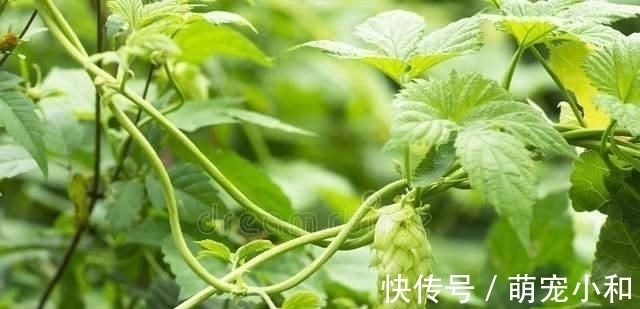 小时候经常见的17种植物,很熟悉却叫不上名字,现在终于知道了