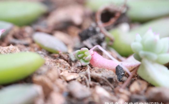 多肉大叔的叶插秘籍,掌握这4点,再也不愁阳台摆不满