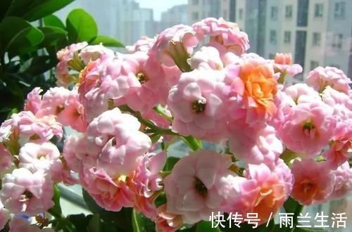 猪耳朵|蟹爪兰长寿花,开完花,埋点料,叶片肥厚像猪耳朵,花开成棒棒糖