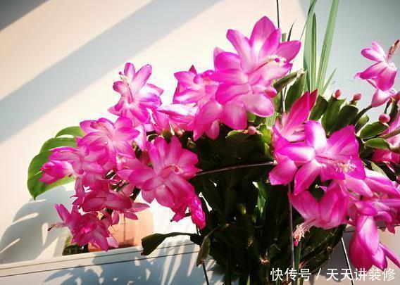 胖嘟嘟|养蟹爪兰做好4点,叶片“胖嘟嘟”,每片叶子长出多个花苞