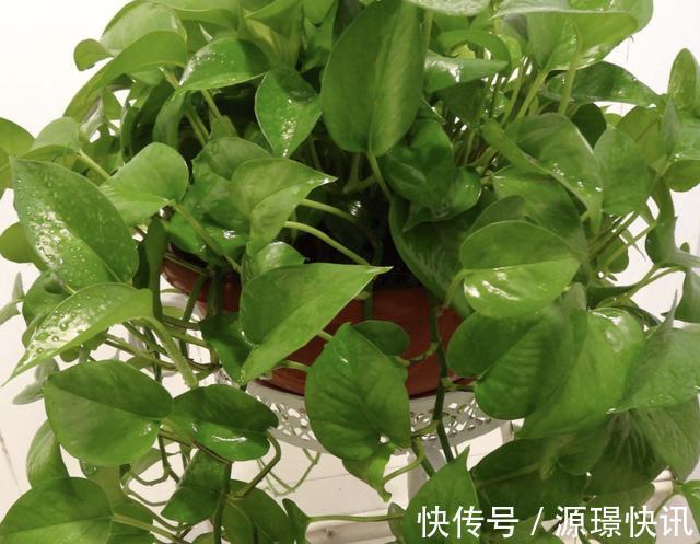 家里“肥料”不够用,出门捡“2种料”,处理后撒盆里,养分足!