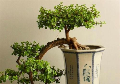 想要养一盆好看的金枝玉叶，教你一招，长成老桩，人人见了都夸美