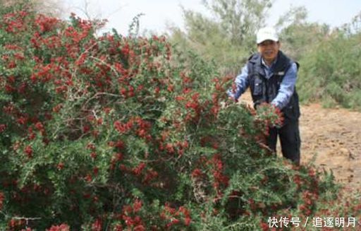 益气|人到中年适合常吃的3种食物,补血益气,延缓衰老,好处多多