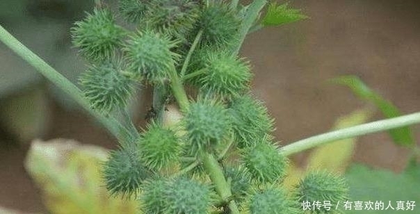 它浑身是毒,入侵我国却被大量种植,如今年产量高达55万吨