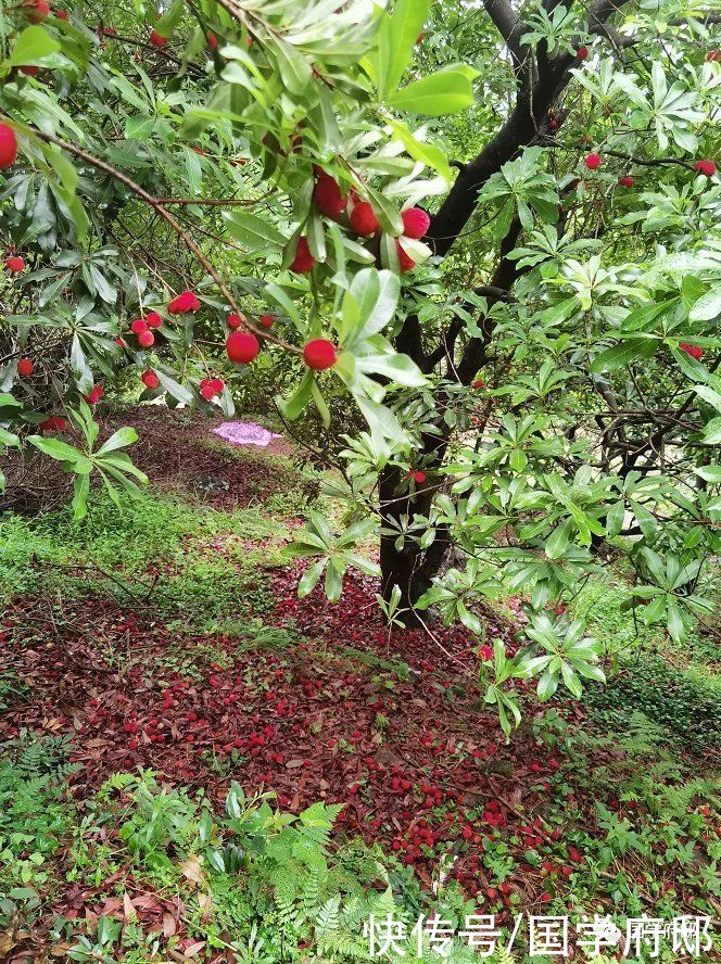 梅雨时节 邂逅苏轼笔下的梅雨诗词 全网搜