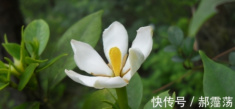 栀子花除了香，原来还有这种特殊用途