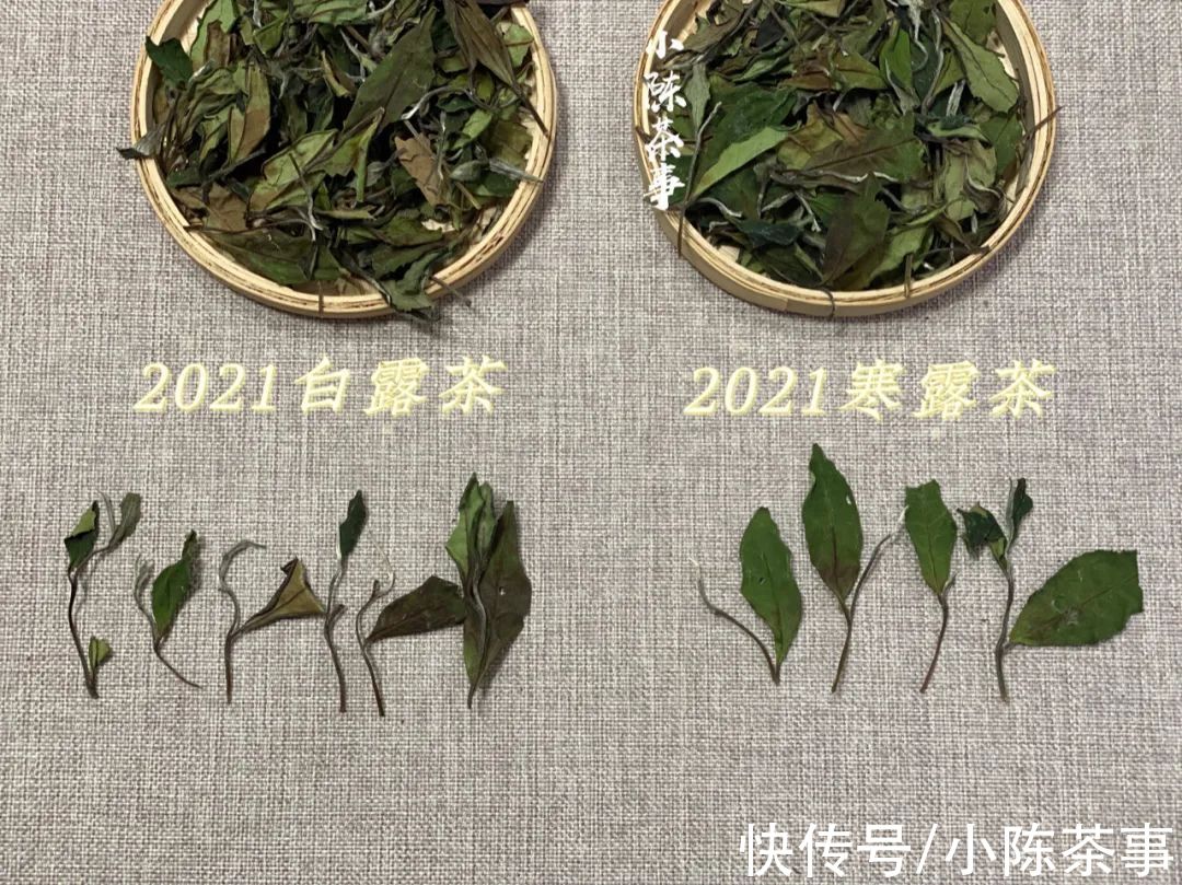 白露节@都是秋白茶，寒露茶与白露茶如何分辨？4个角度带你理清层层迷雾