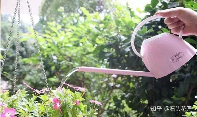 养花总是“烂根”,学会4个“科学”方法,家里绿植“嗖嗖长”