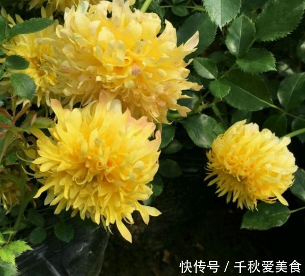 10个最奇葩的月季品种,你可能一个都没见过!