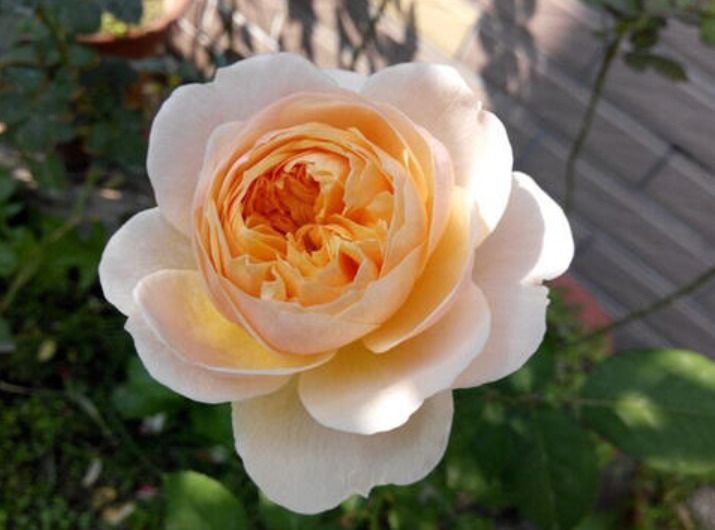 “精品玫瑰”甜蜜,似糖果般甜蜜,含苞待放,可以说是养花必备