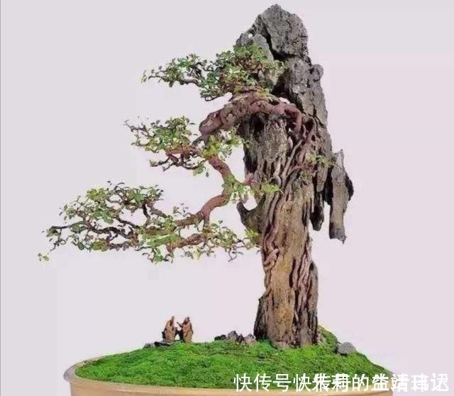 潮湿|养盆景，怎样才能在盆面上长出青苔，增加观赏性！