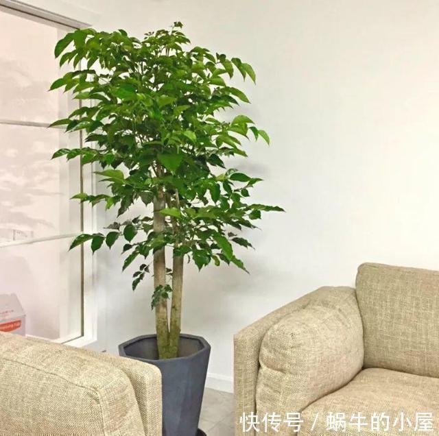 金钱树|4种树适合摆放客厅里,好养、好看还旺运,我要几盆