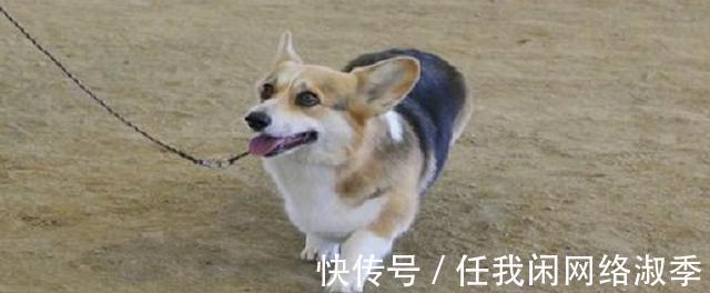 爱奇艺生活频道出品全网首档系统阐述家庭宠物犬科学驯养的实用百科类短视频节目