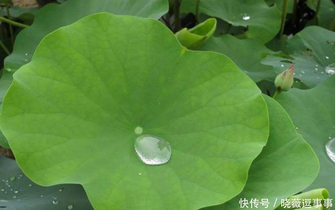 不会泡妞的男生应该学李商隐,看他如何追女票,用一首诗打动美人