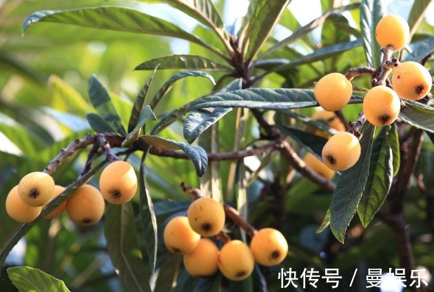 果粉|枇杷清热化痰效果好教你3个妙招挑枇杷，挑到营养好吃又成熟