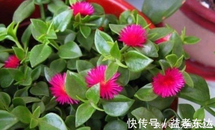 名字|5种花不仅名字好听,花也超美,繁花似锦,美极了