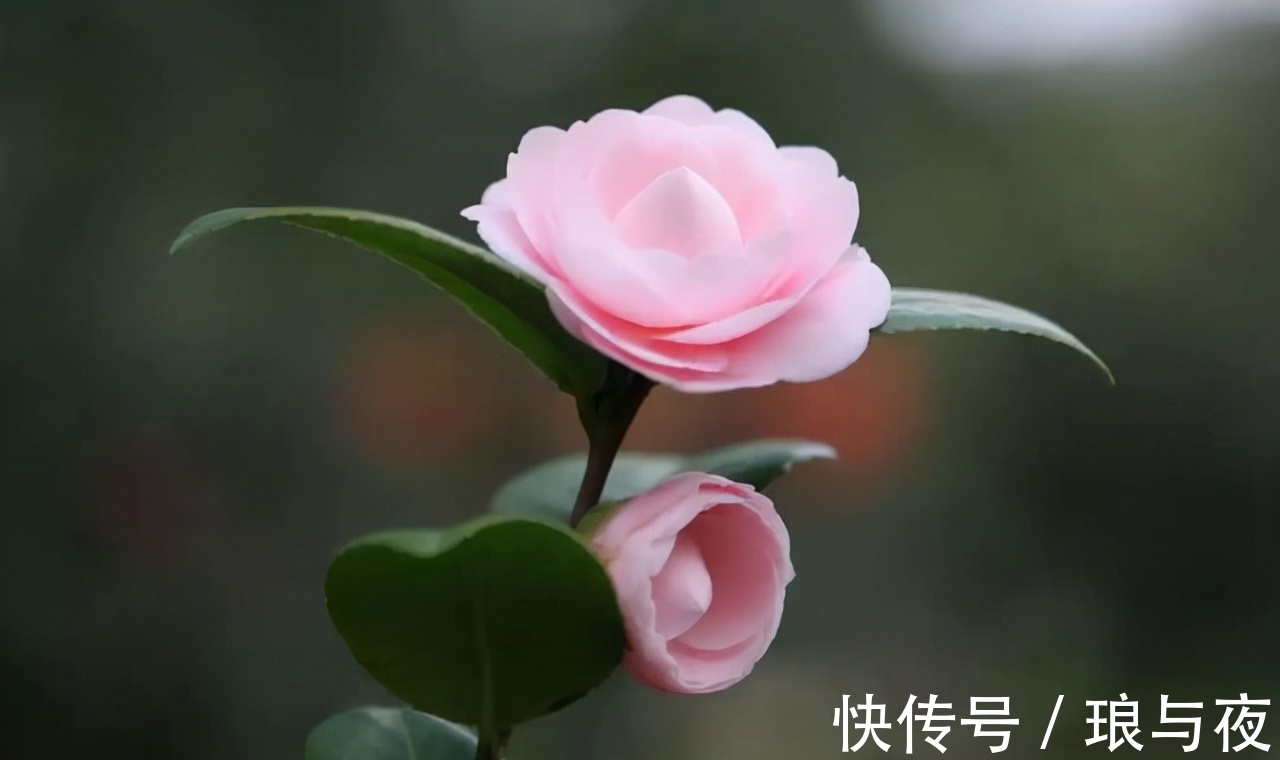 花卉|这“8种”花，最能耐寒，哪怕天气再“寒冷”，也能开花旺盛