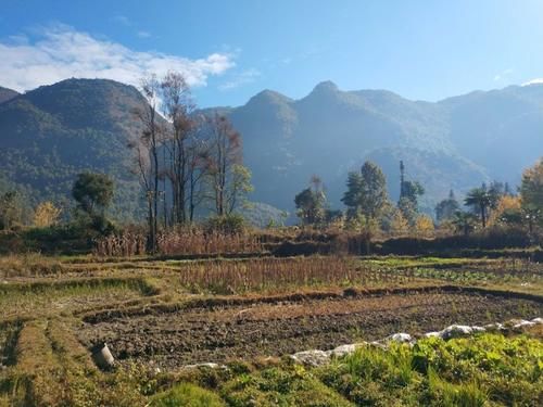 村庄|尝地道山货、看稀奇特产，除了赏银杏，腾冲江东村还有很多好味道