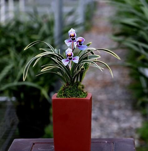  开花|兰花界新宠“紫月荷”，又美又仙，花色新奇，香味扑鼻，养护简单