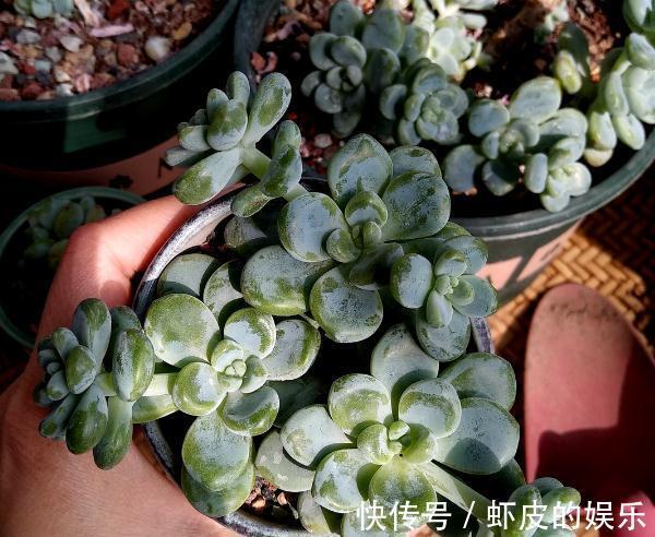 养多肉,就这么简单