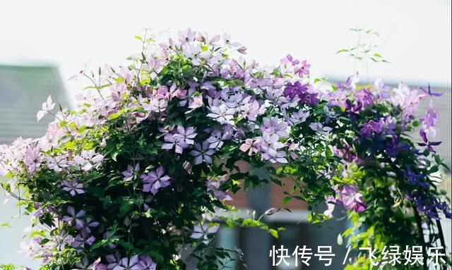 花友养了40年花,唯独对“铁线莲”情有独钟,花开令人惊艳!