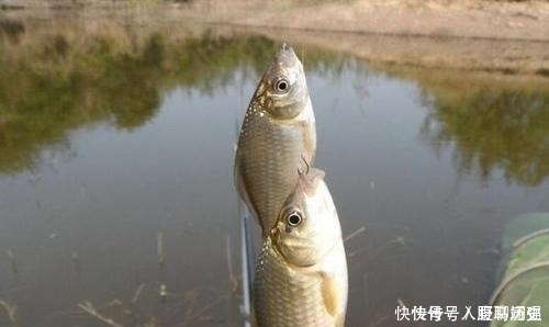 小鱼闹窝就不钓了记牢老钓友这“妙招”,上钩的全是大鱼,莫忽视