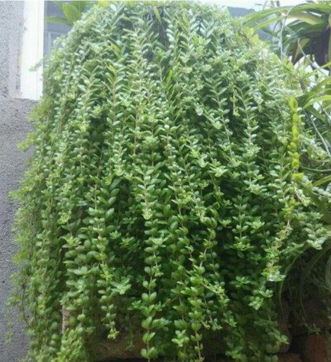 5种“多肉”超好养,1月就爆盆,长长垂下来,变成“肉爆布”!