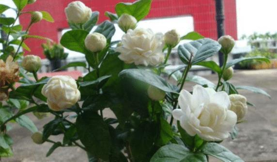 修剪|许多人养护不好茉莉花,来这里看5个技巧,对你养护茉莉花有帮助