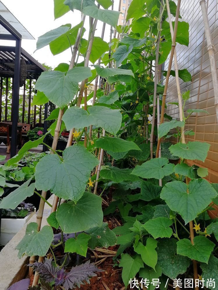 菜地|2年前买了个300㎡的露台,打造成屋顶花园,过上了田园生活