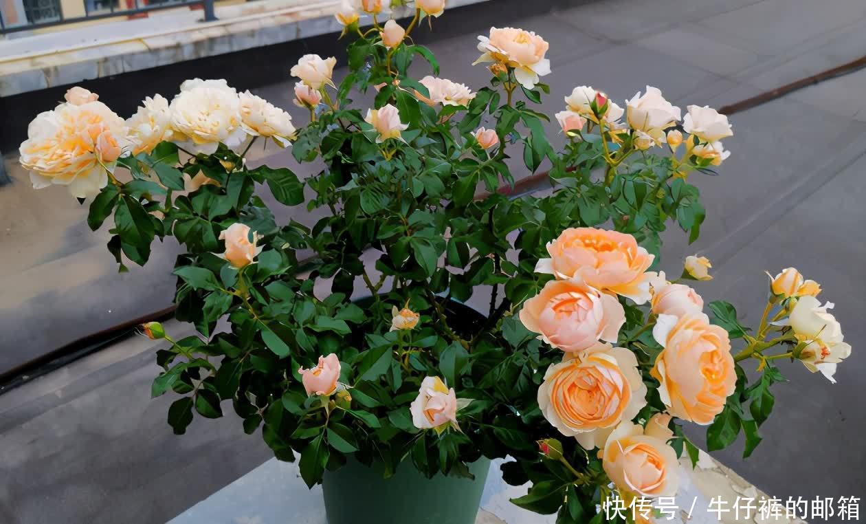 花肥|勿以恶小而为之!养花养成这7个坏习惯会出大问题