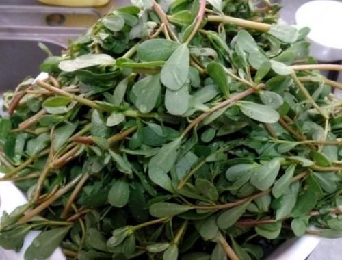 野菜|立秋后，不妨多食一野菜，清热解毒，杀菌消炎，降血压，了解下