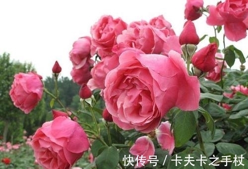 营养土|想要月季开花多?养根很重要,掌握3个要素,迅速壮根,长出笋芽