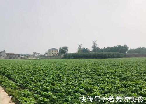 有一种青菜好吃不好种,北方人很少吃到,你知道是啥菜吗