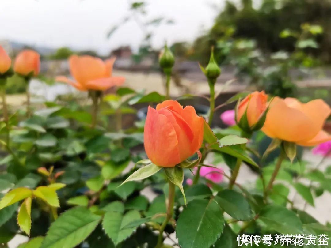 入夏前，10种花要赶紧施肥，不然以后没花看