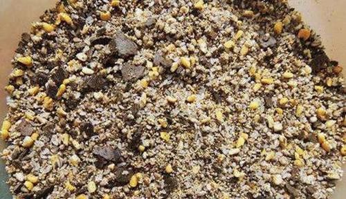 冬季钓鱼的诱鱼之道，学会这几种方法，让酒米发窝更快，留鱼更久