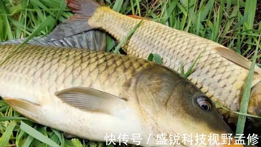 鲤鱼|你还别说，自从用这方法来对付鲤鱼，不吹不黑，竿子瞬间被拉弯
