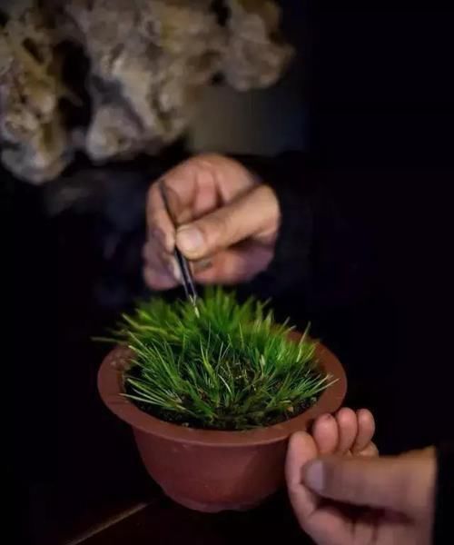  就要|书房就要养上5种花，实用风雅不落俗