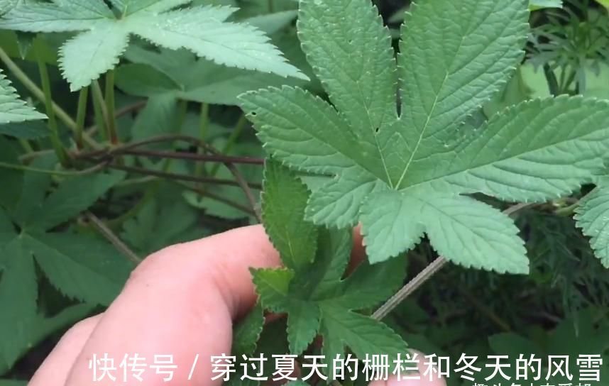 野草|这种让农民十分讨厌的野草,懂得人当宝不懂得人当草!